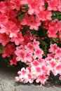 White edge framed pink azalea with solid color azaleas in full bloom