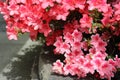 White edge framed pink azalea with solid color azaleas in full bloom