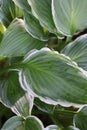 White edged green hosta leaves in sun