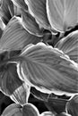 White edged hosta leaves in sun, black and white