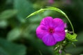 White-edged the morning glory; a trumpet flower