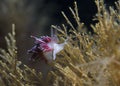 White-edged nudibranch Flabellina capensis front view