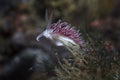 White-edged nudibranch Flabellina capensis