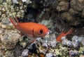 A White-edged Soldierfish Myripristis murdjan in the Red Sea