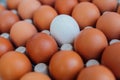 White Egg close up view in the eggs tray with a rows of brown color eggs. Personal individuality or leadership concept image Royalty Free Stock Photo