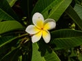 White egg flower blossoms with round petals in sunny summer Royalty Free Stock Photo