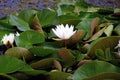 White egg-flower in a park in a pond. Reflection in the water. Water lily. Plant in the water