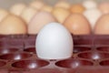 White egg in a tray on a background of light brown eggs. The concept of contrast, the selection among others Royalty Free Stock Photo
