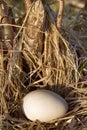 White egg of wild duck in dry grass