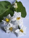 white eggplant flowers