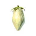 White eggplant isolated watercolor illustration