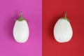 White eggplants isolated on red and fuchsia, background
