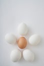 White eggs around the brown egg on the white background formed a five-pointed star Royalty Free Stock Photo