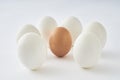 White eggs around brown egg on white background Royalty Free Stock Photo