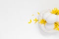 White eggs white background forsythia flowers