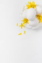 White eggs white background forsythia flowers