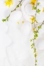 White eggs white background forsythia flowers green twigs