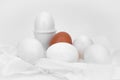 White eggs, brown egg, contrast, white Royalty Free Stock Photo