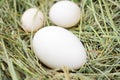 White eggs chicken, ducks, geese on fresh hay. Bird`s Nest. Royalty Free Stock Photo