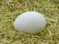 White eggs in chicken nest. Organic village eggs provide higher protein