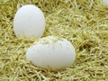 White eggs in chicken nest. Organic village eggs provide higher protein