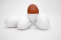 White eggs, cup, brown egg, white Royalty Free Stock Photo