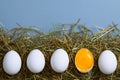White eggs is laying in row Royalty Free Stock Photo