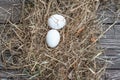 White eggs lays in the dry hay on the wooden aged board