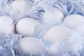 White eggs in the soft, gentle blue feathers