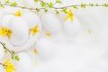 White eggs white background forsythia flowers green twigs