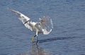 White egret Royalty Free Stock Photo