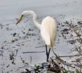 White Egret Royalty Free Stock Photo