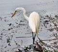 White Egret