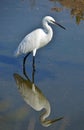 White egret Royalty Free Stock Photo