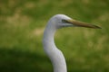 White Egret