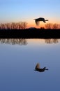 White Egret on Baby Blue Royalty Free Stock Photo