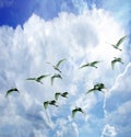 A congregation of white egrets flies over an Ameiia Island swamp Royalty Free Stock Photo