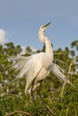 White Egret bird