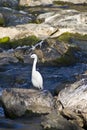 White egret bird