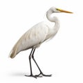 White Egret Bird African Safari Animal on White Background