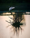 White egret bird cleaning feathers early in the morning, perch on a dead tree in the middle of the lagoon Royalty Free Stock Photo