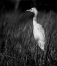 Egret bird close-up monochromic portraiture photograph. Egret walking in the paddy field in the morning