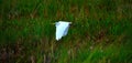 White Egret bird (Ardea alba) flying. Royalty Free Stock Photo