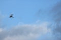 FLYING EGRET AGAINST BLUE SKY Royalty Free Stock Photo