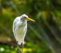 White Egret Royalty Free Stock Photo