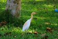 White egret bird on hunt Royalty Free Stock Photo