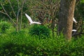 White egret bird flying in a park