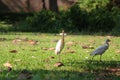 White egret bird posing for a shot