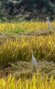 White Egret bird on rice field, Hunumanahalli, Karnataka, India