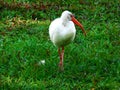 White Egret Bird Walking on Green Grass